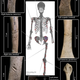 Imagen para el artículo titulado Este esqueleto de hace 3.000 años con más de 800 heridas es la víctima de ataque de tiburón más antigua conocida